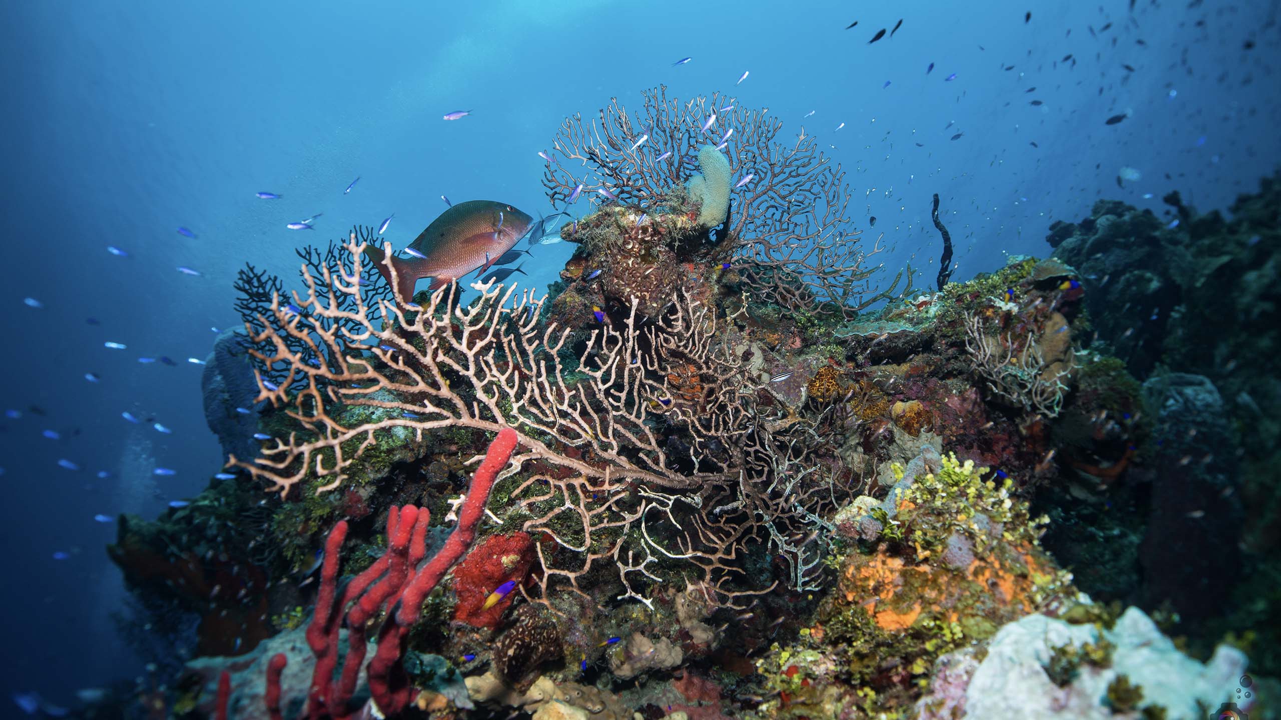 Coral reef in Roatán, one of the Bay Islands of Honduras (Photo by Martin Legize)
