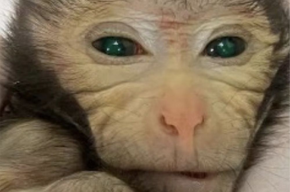 Images show the green fluorescence signals in different body parts of the live-birth chimeric monkey at the age of 3 days (Credit: Cell, Cao et al)