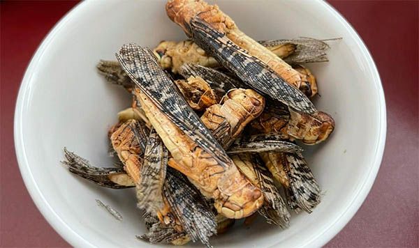 Insect delicacy (Credit: Dr Argang Ghadiri)